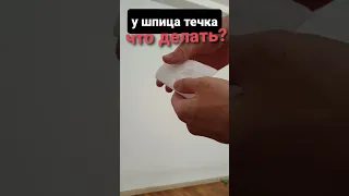 Что делать когда у собаки течка дома? 🐾 Течка у шпица #shorts