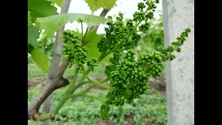 Three year old vine before flowering