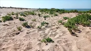 Пять часов копал на пляже, смотрим какие сокровища удалось найти!