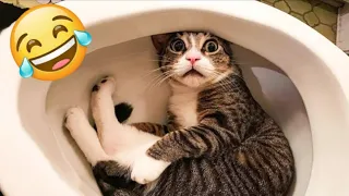 Funny Animal Videos 2022 😂 - Funniest Cats And Dogs Videos 😺😍 #48