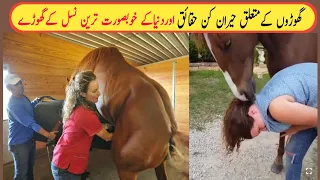 Most Attractive Horse Breeding And Fact in the World | Urdu|Hindi|SAAJTV