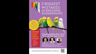 5 Biggest Mistakes in Breeding Exhibition Budgerigars