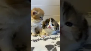 OMG So Cute Cats ♥ Best Funny Cat Videos 2021 ,Cat Life #   94