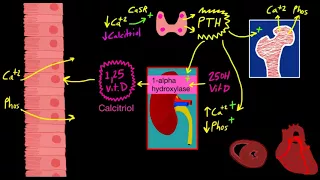 CKD Bone Mineral Metabolism Concept