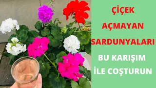 Sardunya Çoşturma/Sardunya Bakımının Püf noktaları / bol çiçek açsın Çoğaltma Sardunya bakımı/çiçek