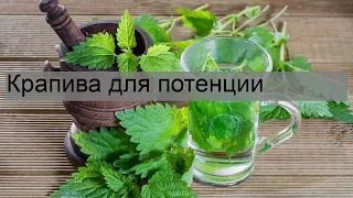 Крапива для потенции