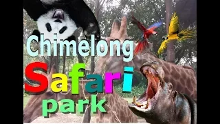 БИТВА МЕДВЕДЕЙ!CHIMELONG SAFARI PARK!Рай для животных и туристов!