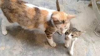 Tabby Kitten Trying To Drink Milk From Adopted Mom Cat will Mom Cat Feed Her?