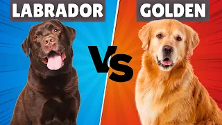 LABRADOR Retriever vs GOLDEN Retriever ¿Cuál es MEJOR? ➡️ Todas las DIFERENCIAS