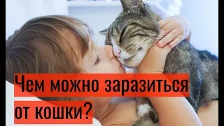 Чем можно заразиться от кошки?