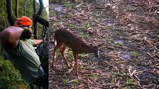 First Deer Out of a Tree Saddle