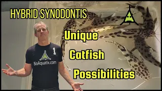 "Synodontis Catfish Breeding: Exploring New Aesthetic Traits!"