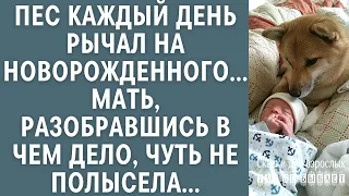 Пес каждый день рычал на новорожденного... Мать, разобравшись в чем дело, чуть не полысела...