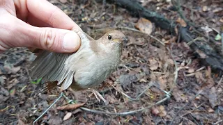 охота на соловья лучками