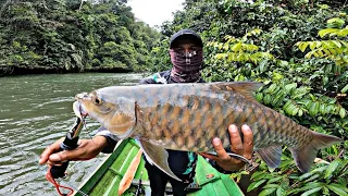 MANCING CASTING IKAN MAHSEER DAN HAMPALA BESAR DI ARUS DERAS || FISHING CAMP