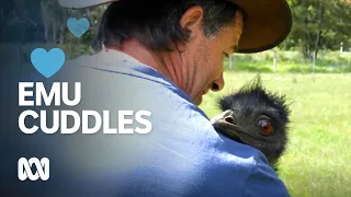 This farmer's pet emus love a cuddle and a selfie | ABC Australia