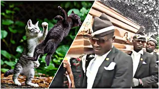 Funniest ANIMAL FIGHTS⚰ COFFIN DANCE MEME #7