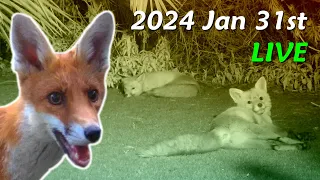 Foxes Live - 2024 January 31st