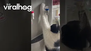 Cat Loves Fresh Water || ViralHog