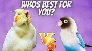 Cockatiel vs Lovebird which is BETTER for You