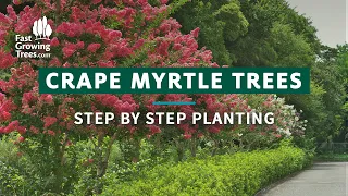 Crape Myrtle Tree | Step by Step Planting