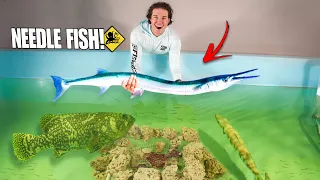 Catching Giant NEEDLE FISH For My SALTWATER POND!