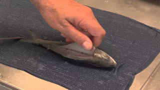 Recfishwest | How to fillet a herring