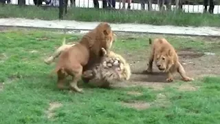 Battle of lions. People Touch the Lioness. Video with the Children of the Lion