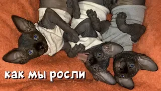 КАК МЫ РОСЛИ 😻