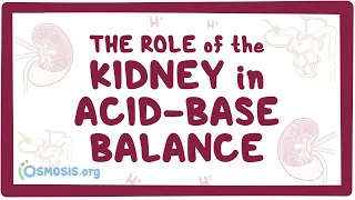 The role of the kidney in acid-base balance - renal physiology