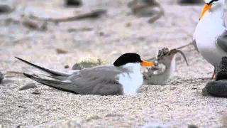 Least Tern chick eats a big meal