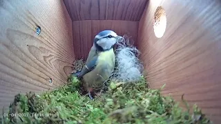 1st April 2021 - Blue tit nest box live camera highlights