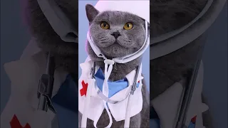 Don't Worry🥺, I Will Do My Best To Save All Of You!🧸 #funnycat #catmemes #doctor