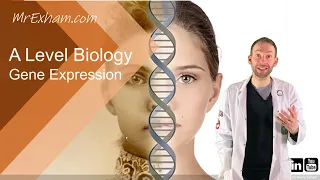 Gene expression, transcription factors and epigenetics - A Level Biology