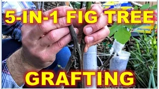 5-IN-1 Fig Tree |  Grafting & Re-Potting Techniques