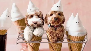 Top 10 Funny Maltipoo Videos | Funniest & Cutest Maltipoo Dogs 2020