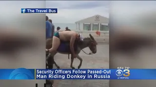 Man Passes Out Riding Donkey