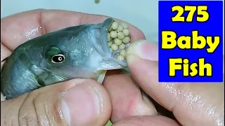 3 Mother leaf cichlid fish give birth to 275 baby fish 😍🐬👍🙏