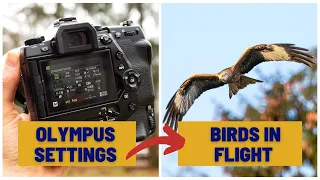 Olympus Camera Settings for Birds in Flight | I Wish I'd Known This Setting Before