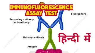 Immunofluorescence assay (IFA) test in hindi