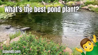 What's the best plants for a pond?