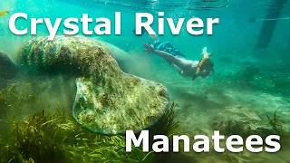 Snorkeling with Dozens of Manatees | Crystal River, Florida