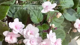 African Violet - Rob's Vanilla Trail (Semiminiature trailer)