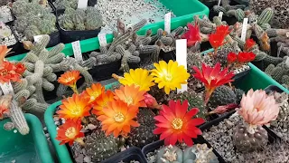 2020.79.Посещение теплицы  #Wessner Andreas# #Visit to the greenhouse of a famous German cactus#