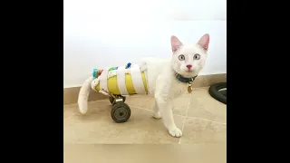 Silla de ruedas para mascota discapacitada + Angelito ayuda 😺🛞🛵