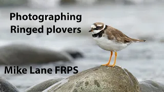 Photographing Ringed plovers at high tide