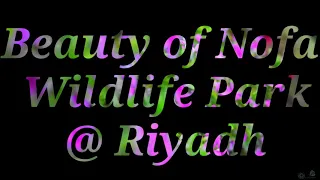 Beauty of Nofa Wildlife Park @Riyadh