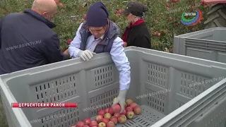 В Дагестане начали сбор яблок в суперинтенсивных садах