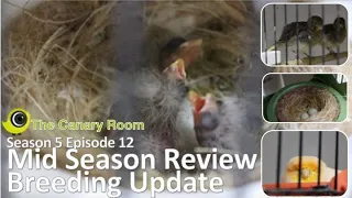 The Canary Room - Season 5 Episode 12 - The Breeding Season Mid Season update