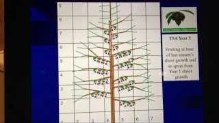 Learning the Tall Spindle Axe (TSA) system for sweet cherries